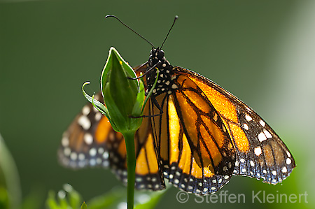 113 Monarch - Danaus plexxipus